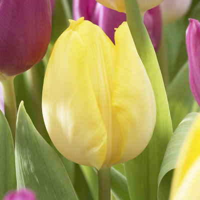 Tulp Sunny Prince